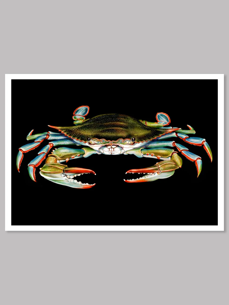 Blue Crab Colored Pencil Drawing — Tim Jeffs Art